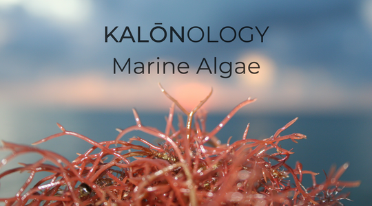 Our Ingredients: Red, Green and Brown Algae